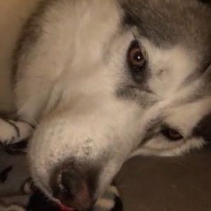 Meet your Posher, Judes